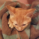 After Cosmo fell in a toilet full of pee, I stopped believing cats are graceful.